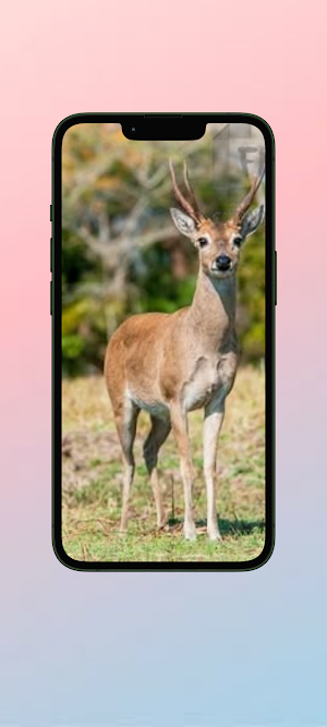 Rusa WalL Screenshot 3