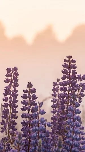 Lupine Wallpaper Screenshot 1