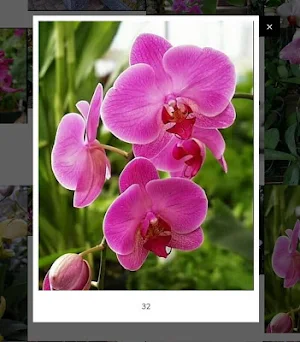 Decorative plants Screenshot 2
