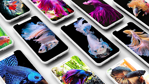 Betta Fish Wallpapers Screenshot 0