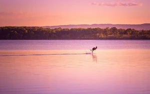 Kangaroo Wallpapers Screenshot 0