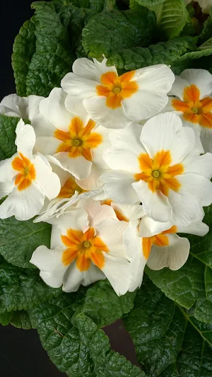 Primrose Wallpaper Screenshot 2