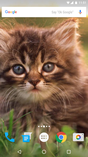 Cats Wallpapers Screenshot 3