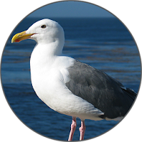 Seagull Sounds