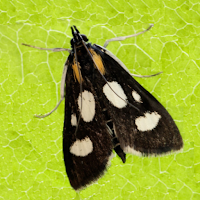 Micro Moths of GB&I