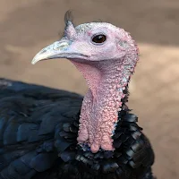 Turkey Gobble Sound