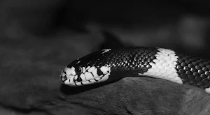 Snakes wallpapers Screenshot 0