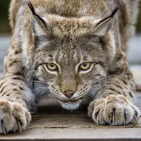 Lynx Wallpapers
