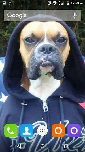 Boxer Dog Wallpapers Hd Screenshot 1