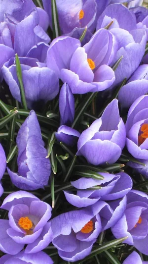 Crocus Wallpaper Screenshot 0