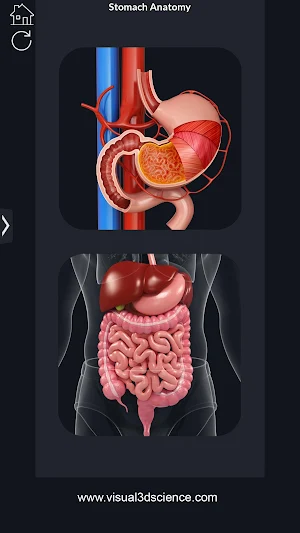 My Stomach Anatomy Screenshot 0