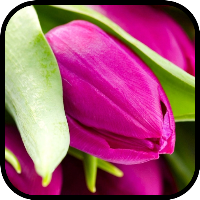 Tulip Wallpaper