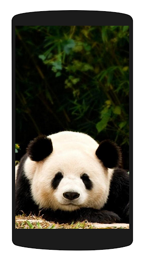 Cute Panda Wallpaper HD 4K Screenshot 3