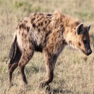 Hyena Sounds Screenshot 0