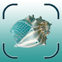 Shell identifier