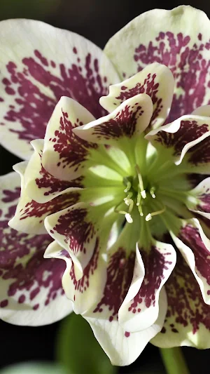 Lenten Rose Wallpaper Screenshot 2