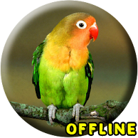 Masteran Lovebird Ngekek Panjang MP3