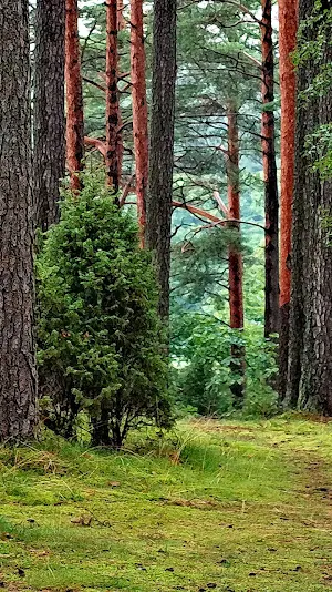 forest tree wallpaper Screenshot 0