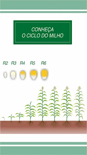 Doutor Milho Screenshot 0