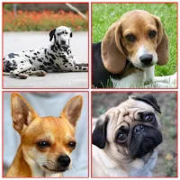 Dog Breeds Name With Photo
