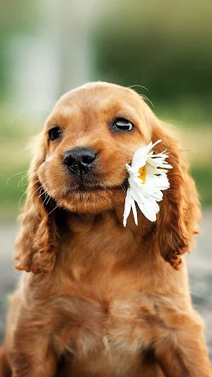 Cute Pets Wallpapers 2021 - HD Screenshot 0