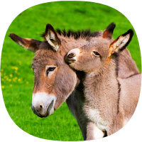 Donkey Ringtones