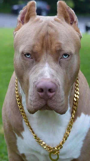 Pitbull Dog Wallpaper 4K Screenshot 2