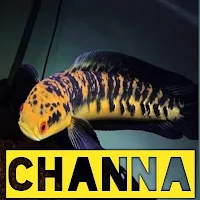 Channa Fish Live Wallpaper HD