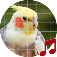 Cockatiel Sounds ~ Sboard.pro