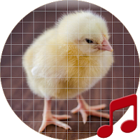 Baby chick sounds ~ Sboard.pro