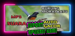 Pemikat Murai Batu Medan Isian Screenshot 3