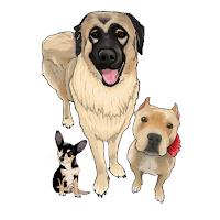 Dr Allys Animal Clinic PG