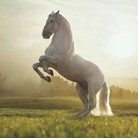 Horse And Pony Unicorn Sounds
