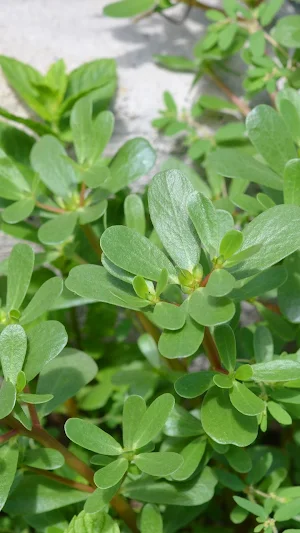 Portulaca Wallpaper Screenshot 2