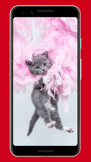 Cats Wallpapers & Background Screenshot 2