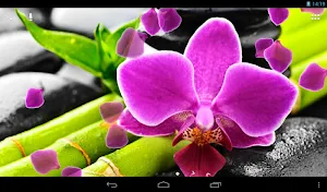 Orchid Live Wallpaper Screenshot 3