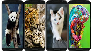 animal wallpaper Screenshot 1