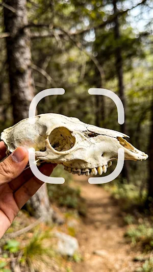 Bone, Skull & Tooth Identifier Screenshot 0