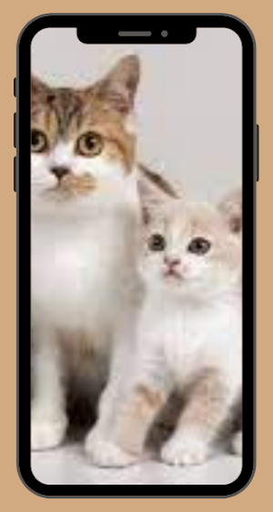 Cat Wallpaper HD Screenshot 3