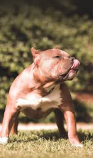 Pitbull Wallpaper Screenshot 2