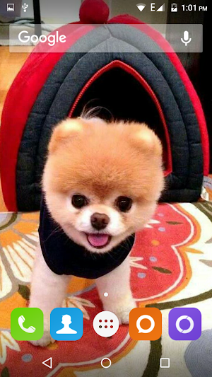 Pomeranian Dog Wallpaper Hd Screenshot 0