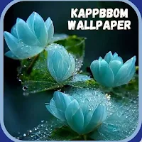 Kappboom Wallpaper