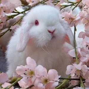 Little Bunnies Screenshot 0