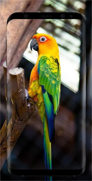 Bird Wallpapers Screenshot 2