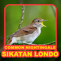 Kicau Burung: Sikatan Londo