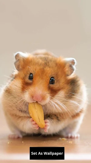 Hamster Wallpaper Screenshot 0