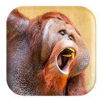 Orangutan Sounds