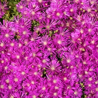 Ice Plant Wallpaper