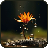 Rain Wallpapers