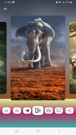 Elephant Wallpapers HD Screenshot 2